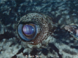 Eye to eye with a very large Potato Cod by Sam Taylor 